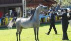 Cavalo árabe terá provas e julgamento de 17 a 19 de abril na Expogrande