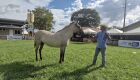 Expogrande terá julgamento da raça cavalo pantaneiro nesta quinta-feira; leilão acontece no dia 18