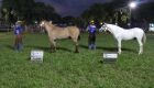 Bentevi do Rancho Viola é o grande campeão cavalo pantaneiro da Expogrande