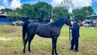 Genética de MS domina pódio no julgamento de cavalos árabes e animais de Maracaju ganham destaque