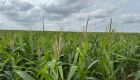 MS: Milho ganha protagonismo e reforça papel estratégico no agro brasileiro