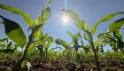 Crédito rural recua 39,5% em abril em MS