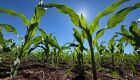 Fertilizantes mantêm preços elevados e podem pressionar custo da próxima safra em MS