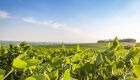 Área tratada com defensivos agrícolas aumenta 7,5% em 2025
