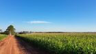 Produzir um hectare de milho custa mais de R$ 4,8 mil em MS