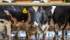 Saúde da vaca na transição influencia produtividade, consumo alimentar e desempenho na lactação