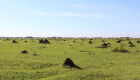 Embrapa Gado de Corte e Baldan promovem Dia de Campo sobre recuperação de pastagens