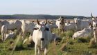 Ministério da Agricultura reconhece o programa BPA Bovinos e Bubalinos de Corte
