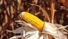 Colheita do milho registra atraso e alcança apenas 0,1% da área cultivada em MS