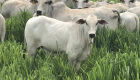 Semana positiva para os pecuaristas: "boi-China" sobe R$ 4/@ em 7 dias