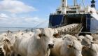 Exportação de gado vivo navega para um ano recorde