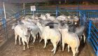 398 animais são avaliados durante etapa do Circuito Nelore de Qualidade em Anastácio (MS)