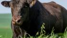 Touros Angus passam por estudo para produção de carne mais macia