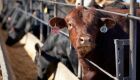 Queda no abate de bovinos nos EUA esconde mudanças importantes na oferta de carne