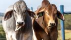 Reta final da 6ª Prova Brahman reúne especialistas e revela os touros de maior desempenho