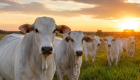 Entidades rejeitam exigências da União Europeia sobre antimicrobianos