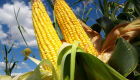 Colheita do milho alcança 24% da área cultivada em MS