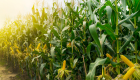 Colheita do milho acelera e chega a 15,8% da área plantada em MS