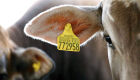 Restrições da UE à carne bovina fazem Brasil acelerar rastreabilidade