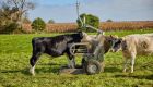 Sistema autônomo acompanha peso e calcula o GMD diretamente no pasto