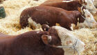 Uruguai promove carne bovina na Europa e aposta em rastreabilidade para ampliar mercado