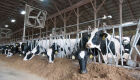 Maior produtividade das vacas leiteiras inclui melhor aproveitamento dos nutrientes da dieta