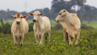 Mercado do boi gordo: alta na cotação da vaca