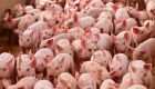 Carne suína recua em julho com excesso de oferta e indústria reduz ritmo de compras no Brasil
