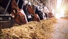 Sancionada ampliação de produtos em estoque público para alimentação animal