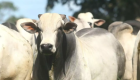Agrifatto identifica alta nas cotações do boi gordo