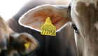 Rastreabilidade bovina exige incentivo financeiro e atuação dos frigoríficos, diz estudo