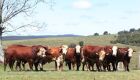 Primavera exige controle de parasitas adaptado à realidade de cada fazenda