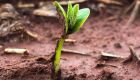 Plantio da soja avança em MS com atenção às condições climáticas