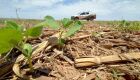 MS já plantou 2,5 milhões de hectares de soja