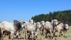 Avanços científicos para aumentar a eficiência reprodutiva de bovinos marcam SIMFertCorte