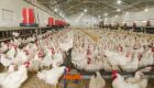 UE deve decidir até novembro se libera aves e mel do Brasil