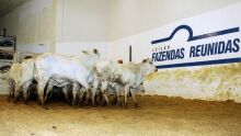 Leilão Fazenda Reunidas