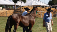 Julgamento de Cavalos Crioulos - 08/04/2011