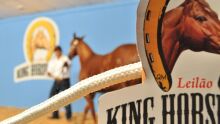 Leilão King Horse Sale