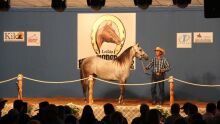 Leilão King Horse Sale