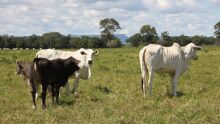 Dia de Campo lota Baía Grande no Pantanal