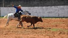 Prova de Laço Técnico - Cavalo Pantaneiro