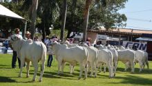 Começa o julgamento da raça nelore na Expogrande