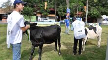 Julgamento girolando na Expogrande