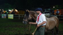 Cavalos crioulos participam de provas e leilão durante a Expogrande 2023