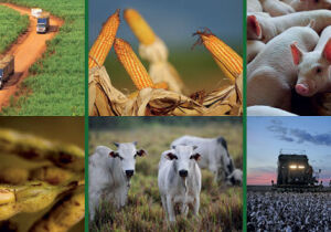 CNA apresenta perspectivas para a agropecuária do Centro-Oeste