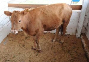 Mini vacas podem ser opção rentável ao pequeno produtor