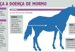 Publicadas novas regras para o diagnóstico do mormo