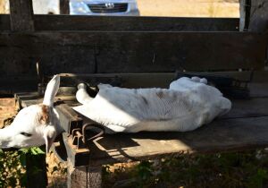 Mesinha de contenção para bezerros