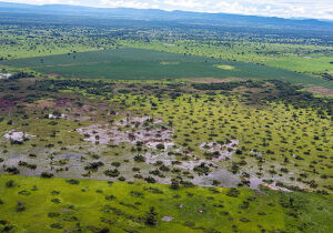 Pantanal deve ter cheias abaixo da média em 2024 e cenário é de alerta